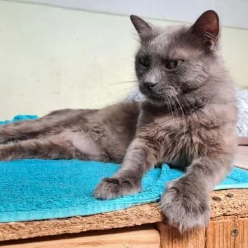 Preston, male Mixed Breed for adoption at ARPA Nice — photo 3 of 5