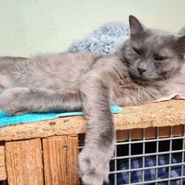 Preston, male Mixed Breed for adoption at ARPA Nice — photo 4 of 5