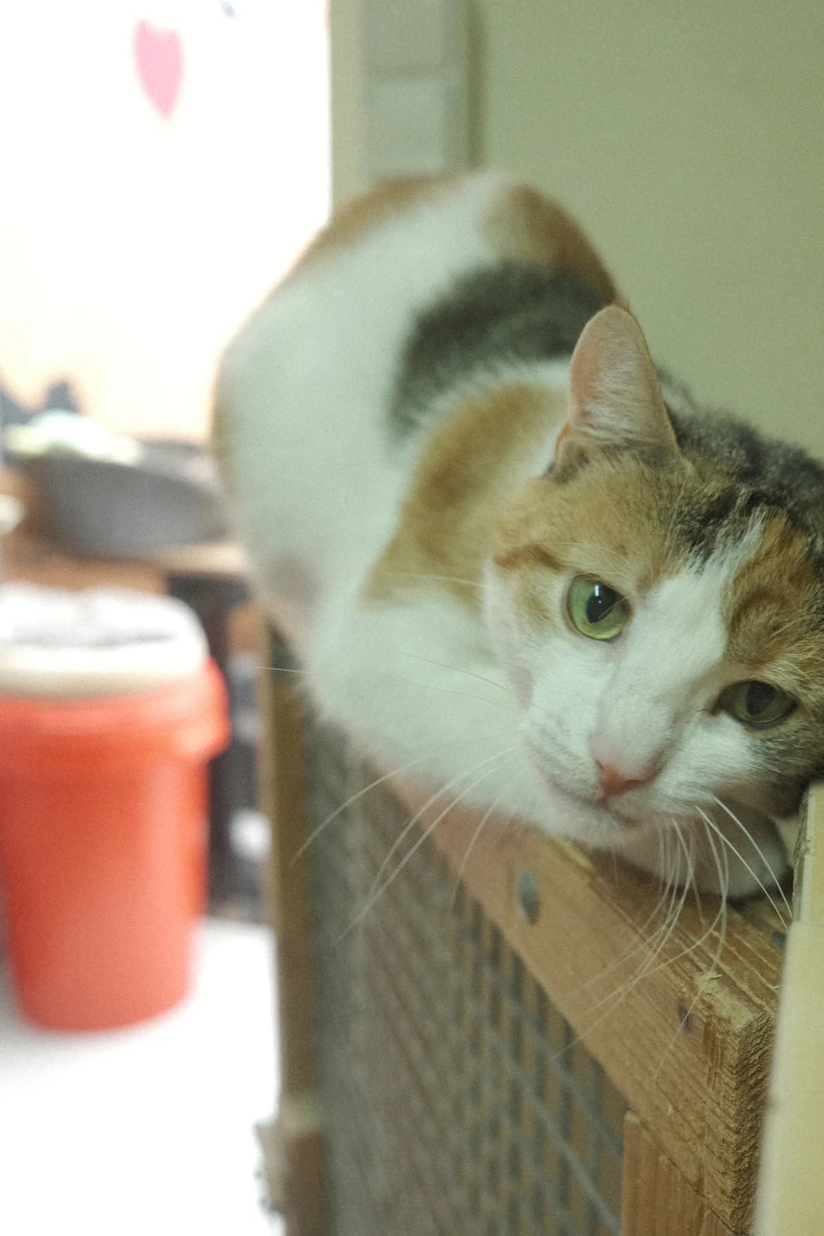 Rose, female Mixed Breed for adoption at ARPA Nice