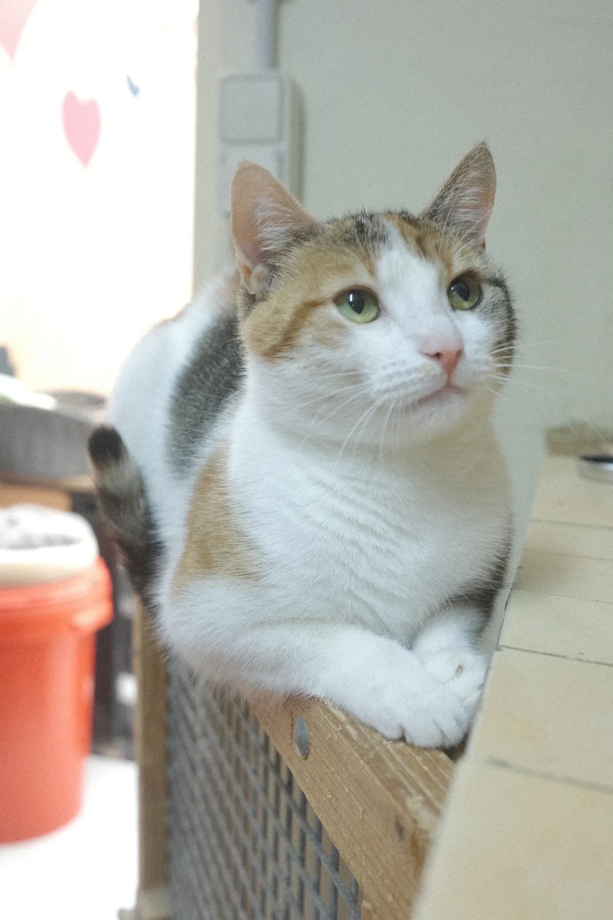 Rose, female Mixed Breed for adoption at ARPA Nice — photo 2 of 4