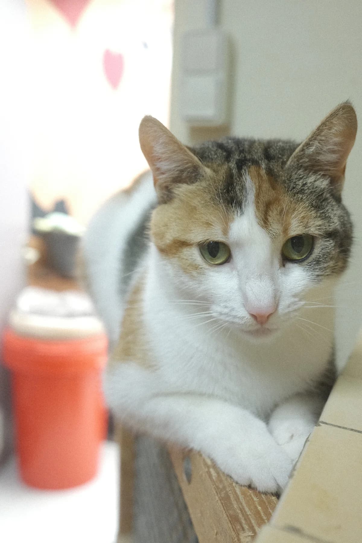 Rose, female Mixed Breed for adoption at ARPA Nice — photo 3 of 4