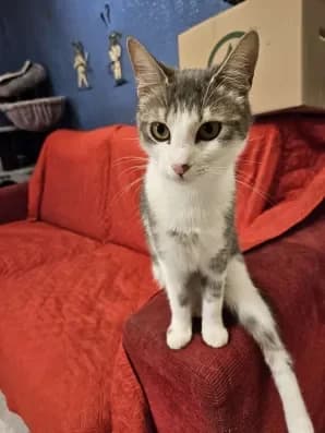 Rosie, female young Mixed Breed for adoption at ARPA Nice