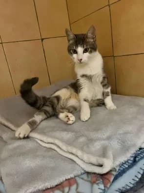 Rosie, female Mixed Breed for adoption at ARPA Nice — photo 2 of 4