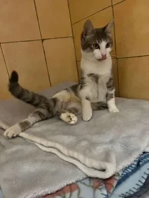 Rosie, female Mixed Breed for adoption at ARPA Nice — photo 3 of 4