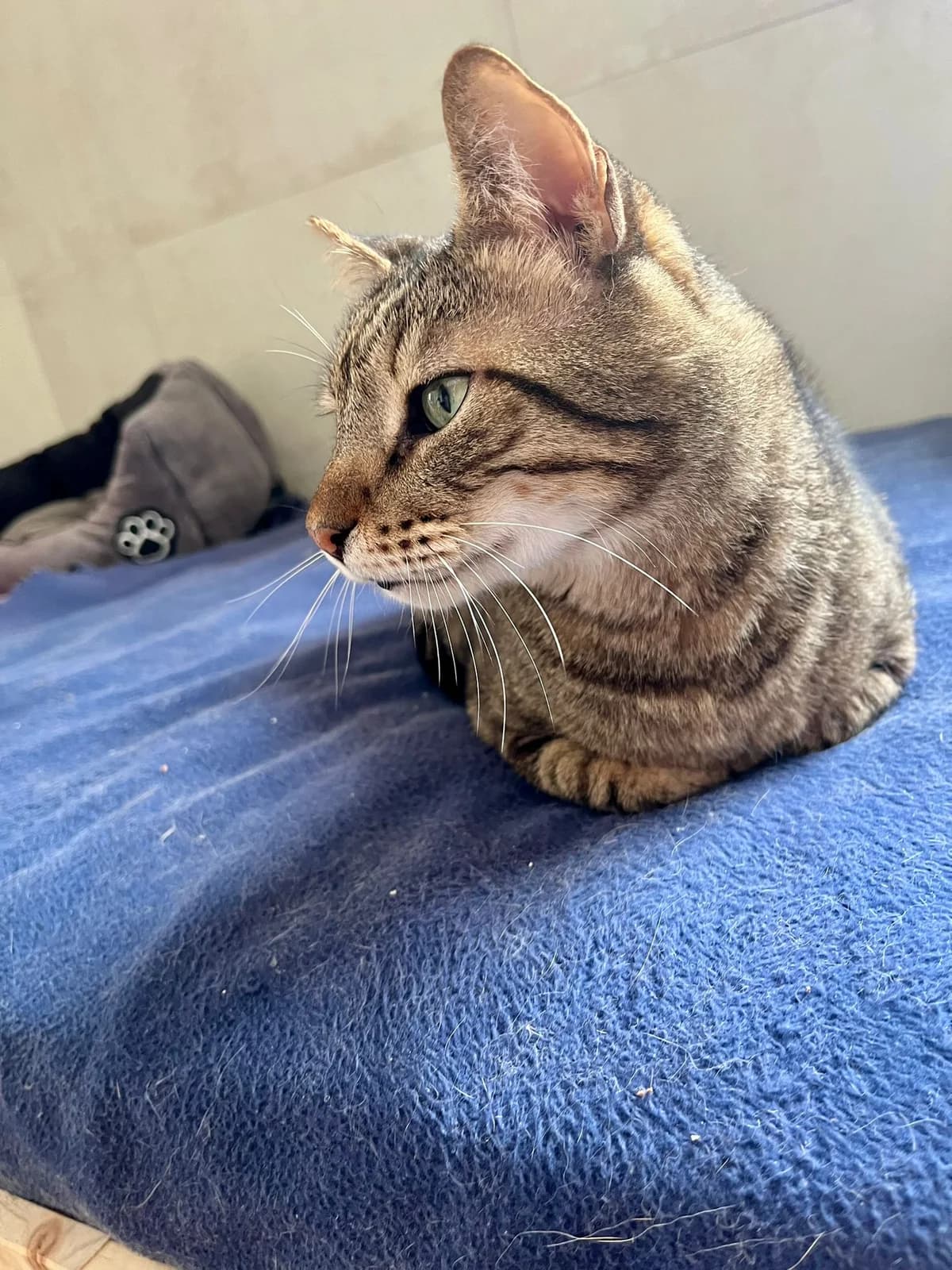 Snoop, male senior European Shorthair for adoption at ARPA Nice