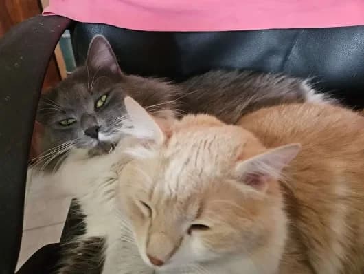 Starsky Hutch, male Mixed Breed for adoption at ARPA Nice