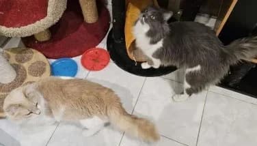 Starsky Hutch, male Mixed Breed for adoption at ARPA Nice — photo 2 of 9