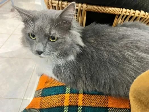 Starsky Hutch, male Mixed Breed for adoption at ARPA Nice — photo 4 of 9