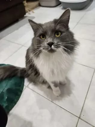 Starsky Hutch, male Mixed Breed for adoption at ARPA Nice — photo 5 of 9