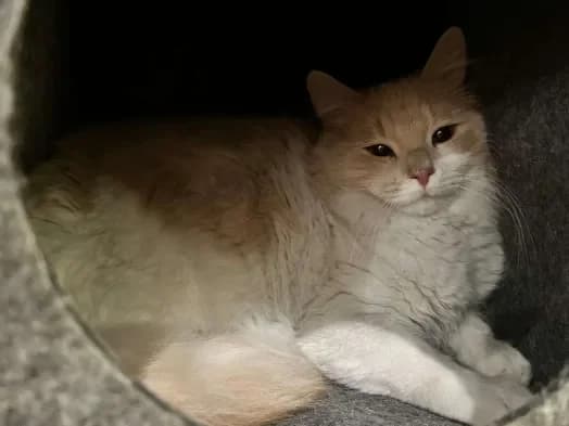 Starsky Hutch, male Mixed Breed for adoption at ARPA Nice — photo 6 of 9