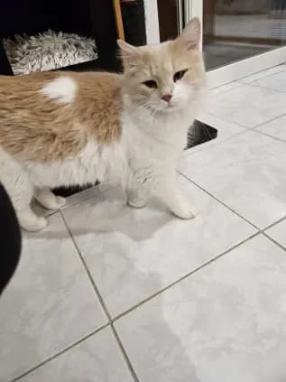 Starsky Hutch, male Mixed Breed for adoption at ARPA Nice — photo 7 of 9