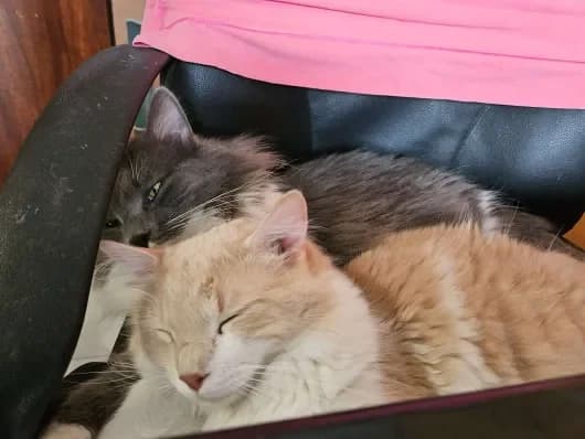 Starsky Hutch, male Mixed Breed for adoption at ARPA Nice — photo 8 of 9