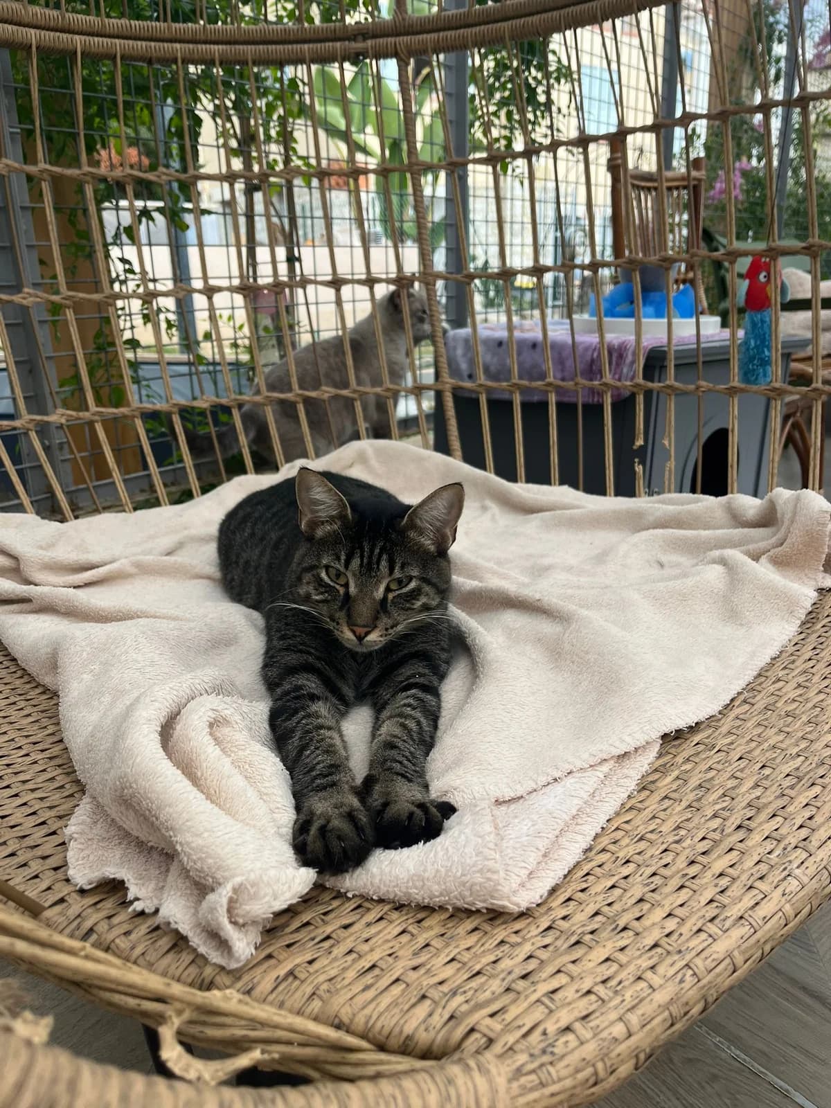 Tigrou, female young European Shorthair for adoption at ARPA Nice