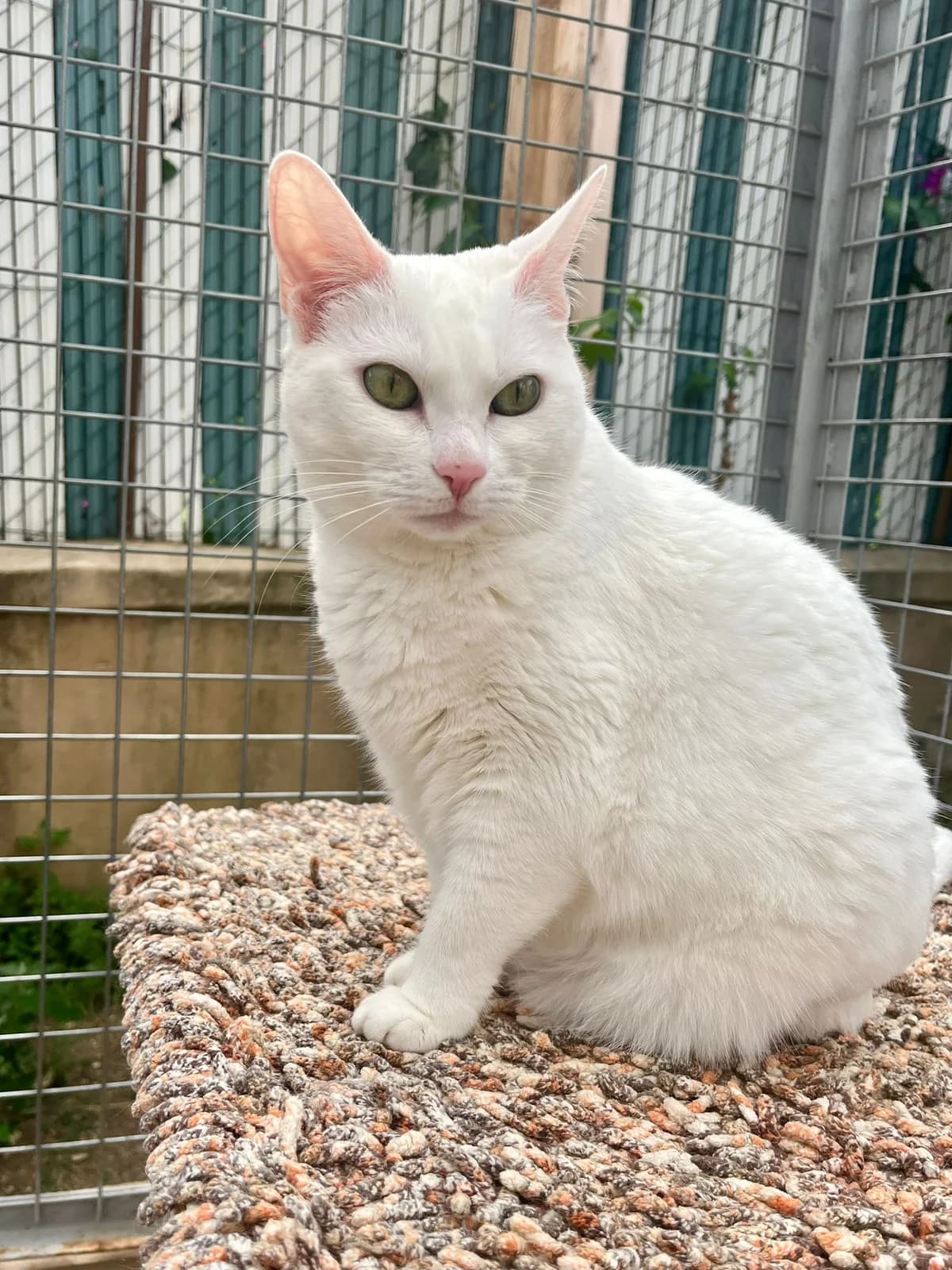 Tofu, male 7yo European Shorthair for adoption at ARPA Nice