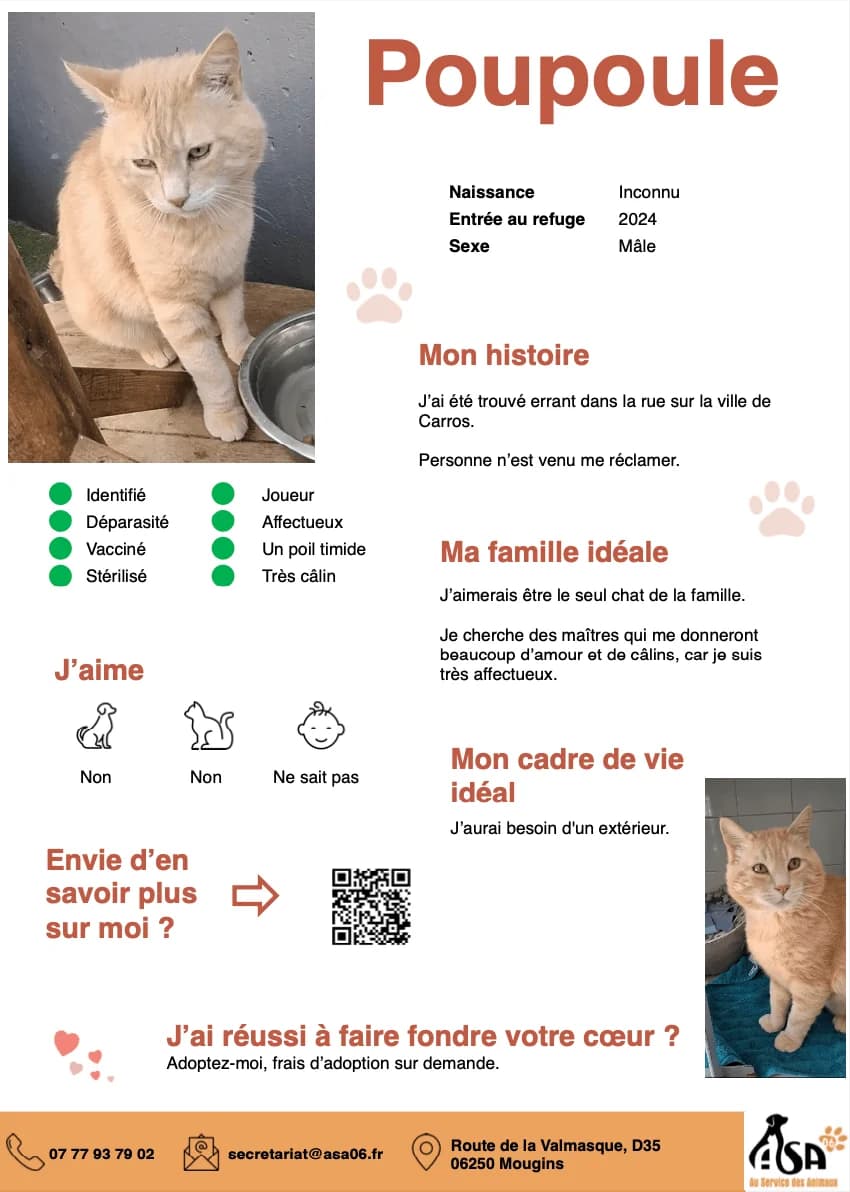 Poupoule, male Mixed Breed for adoption at Au Service des Animaux 06