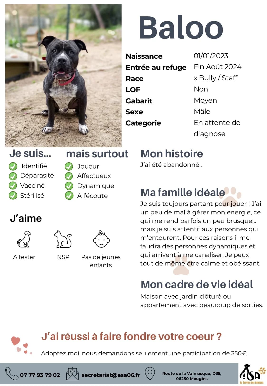 Baloo, male young Mixed Breed for adoption at Au Service des Animaux 06