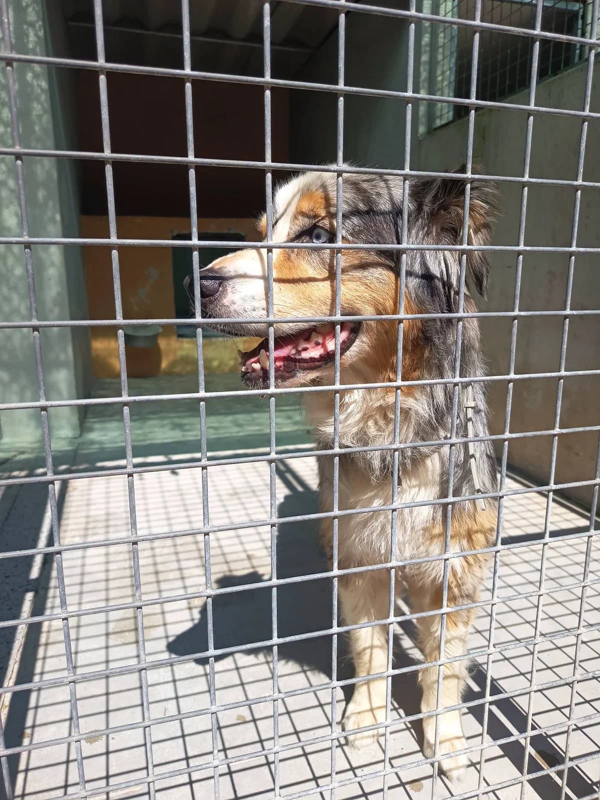 Bob, male senior mixed breed for adoption at Au Service des Animaux 06