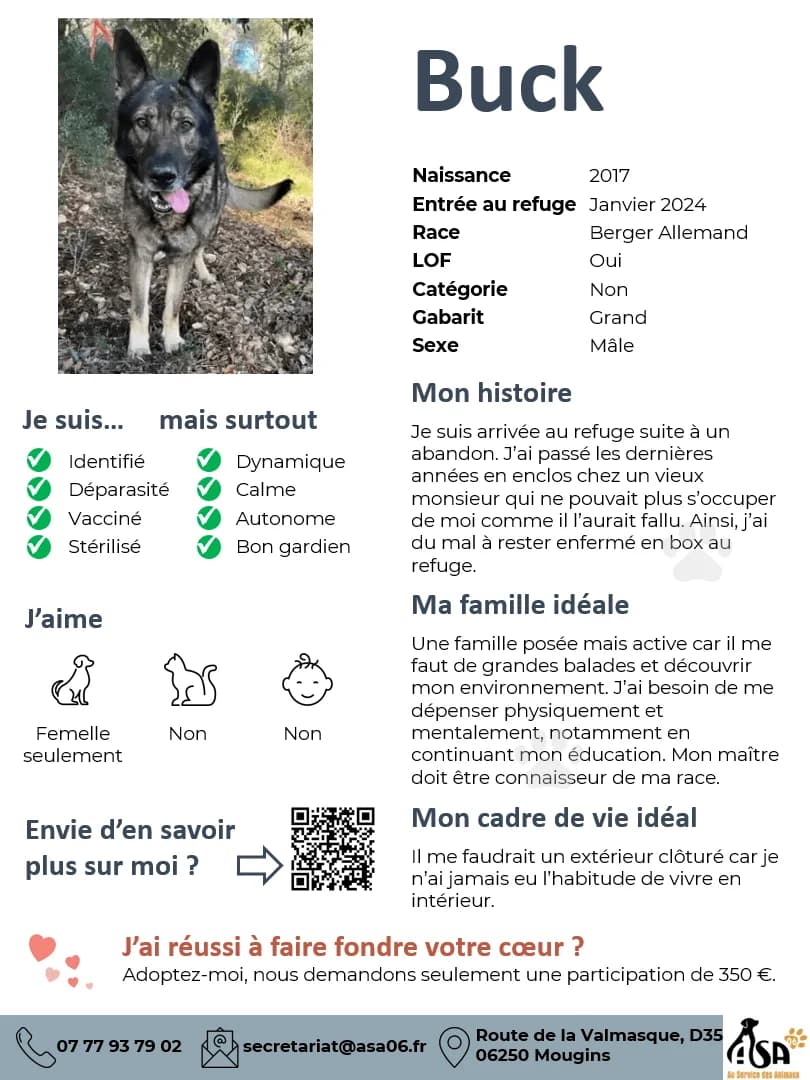 Buck, male young Mixed Breed for adoption at Au Service des Animaux 06