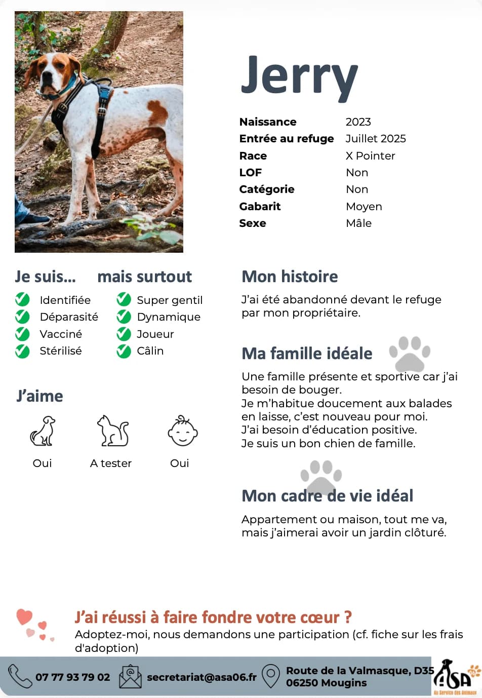 Jerry, male young Mixed Breed for adoption at Au Service des Animaux 06
