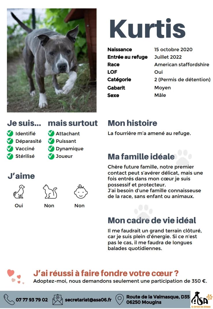 Kurtis, male Mixed Breed for adoption at Au Service des Animaux 06