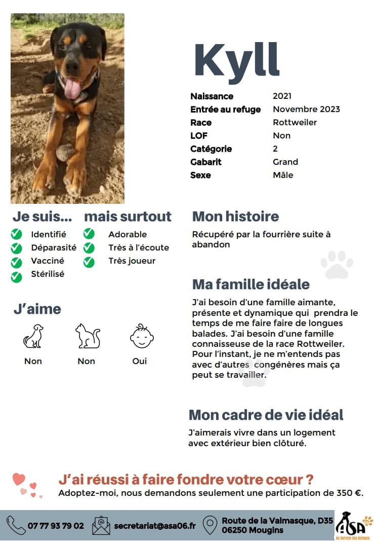 Kyll, male 3yo Mixed Breed for adoption at Au Service des Animaux 06