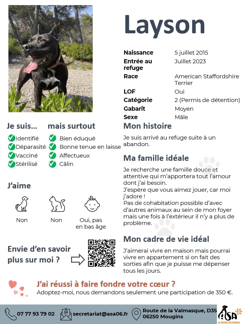Layson, male Mixed Breed for adoption at Au Service des Animaux 06