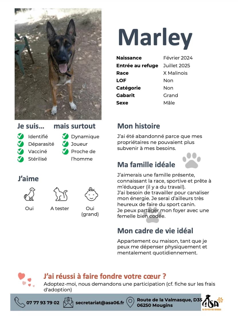 Marley, male young Mixed Breed for adoption at Au Service des Animaux 06