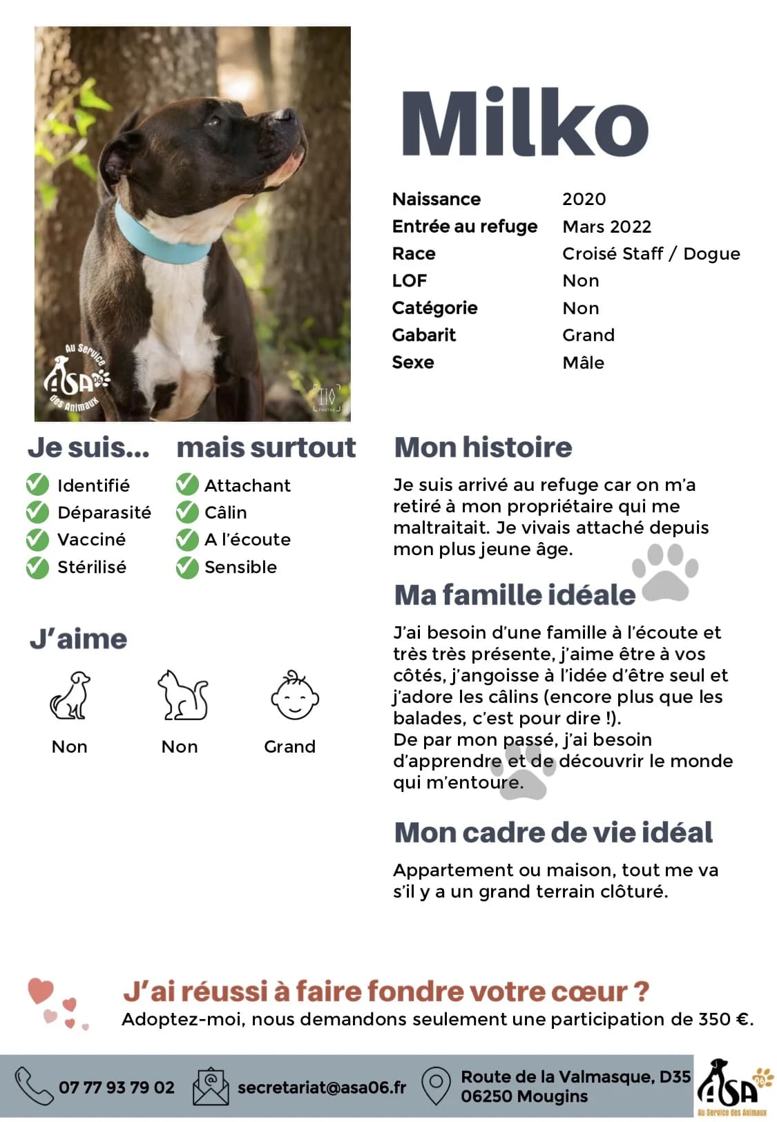 Milko, male young Mixed Breed for adoption at Au Service des Animaux 06