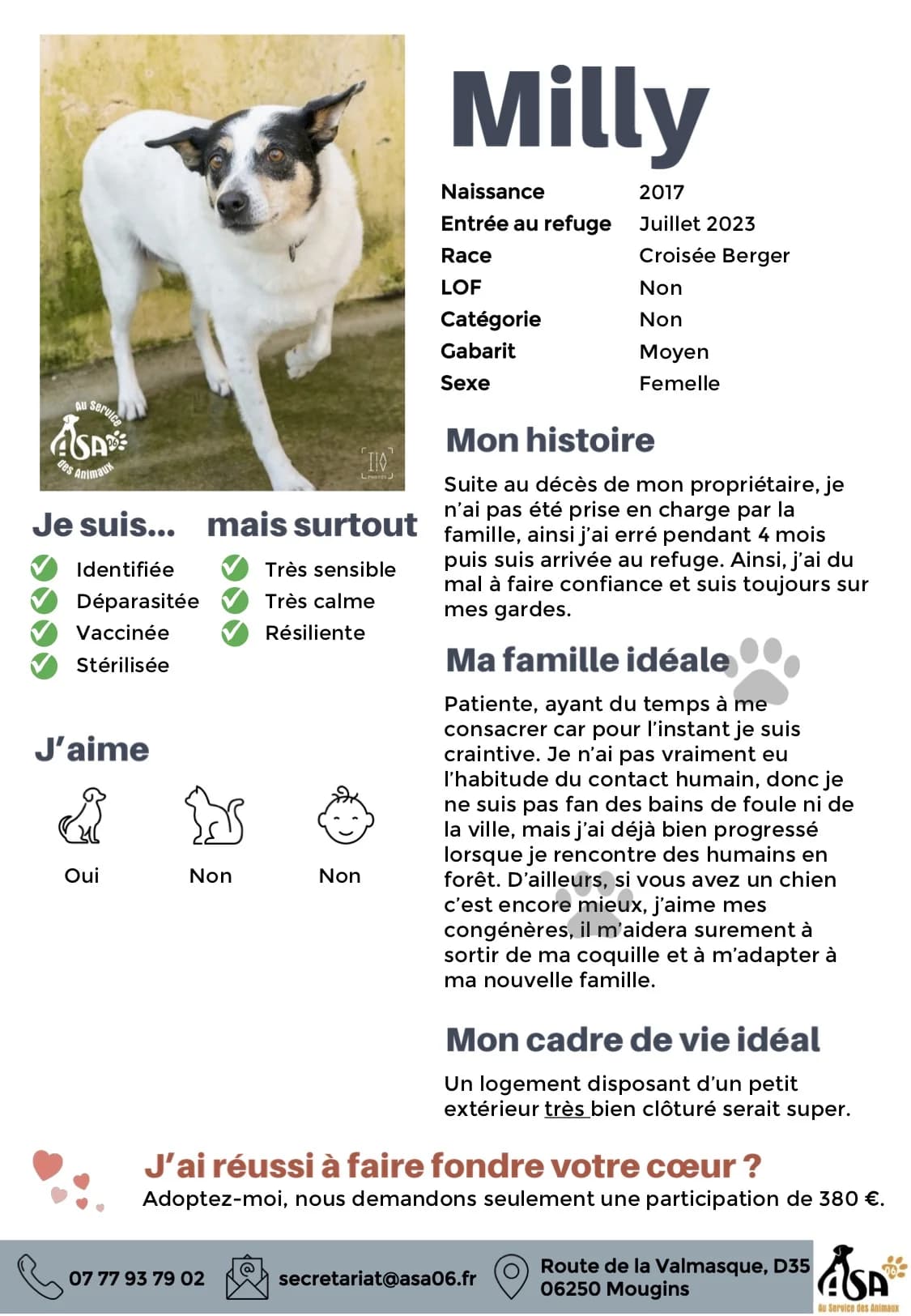Milly, female 3yo Mixed Breed for adoption at Au Service des Animaux 06