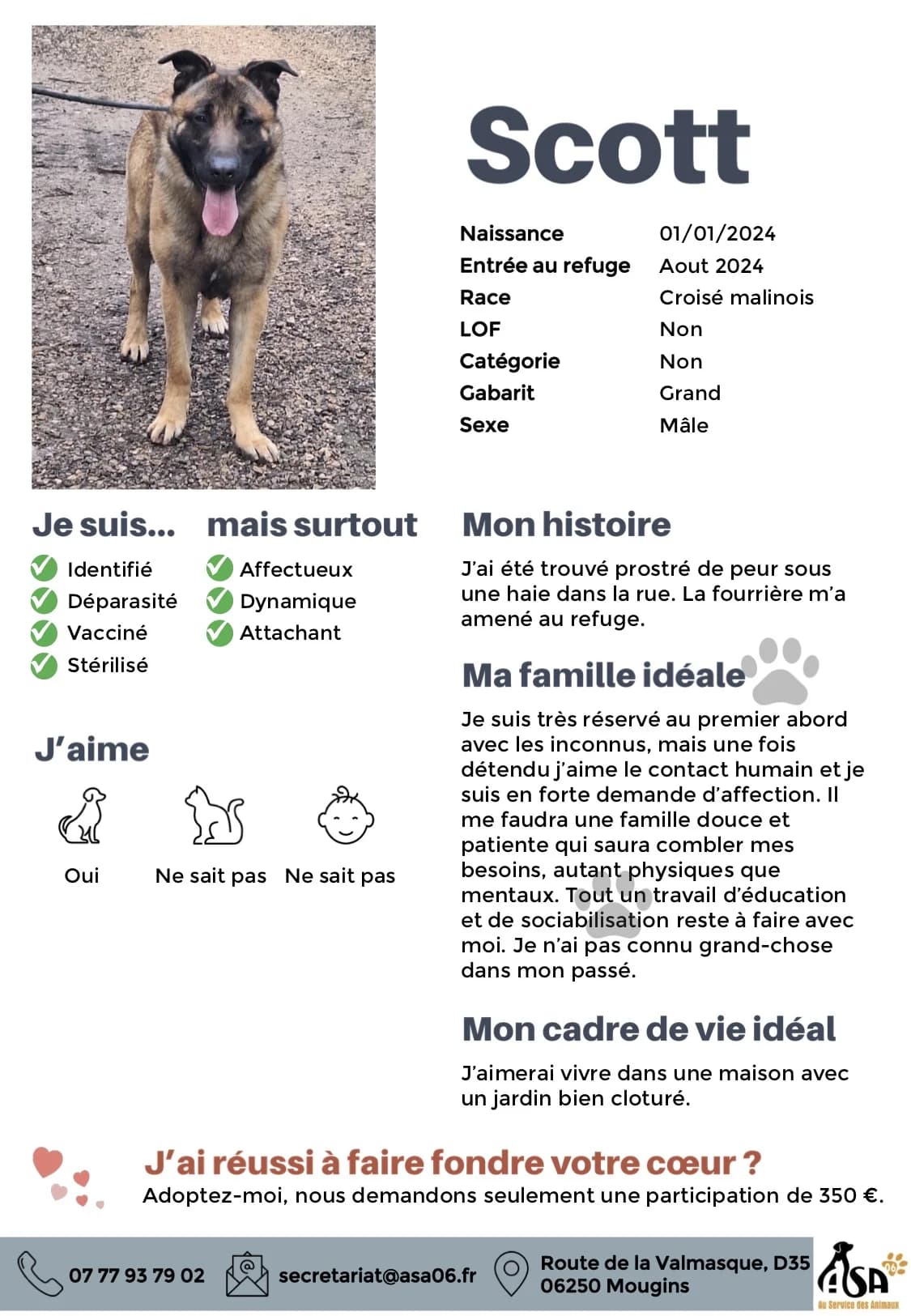 Scott, male young Mixed Breed for adoption at Au Service des Animaux 06