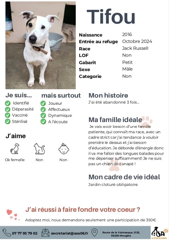 Tifou, male Mixed Breed for adoption at Au Service des Animaux 06