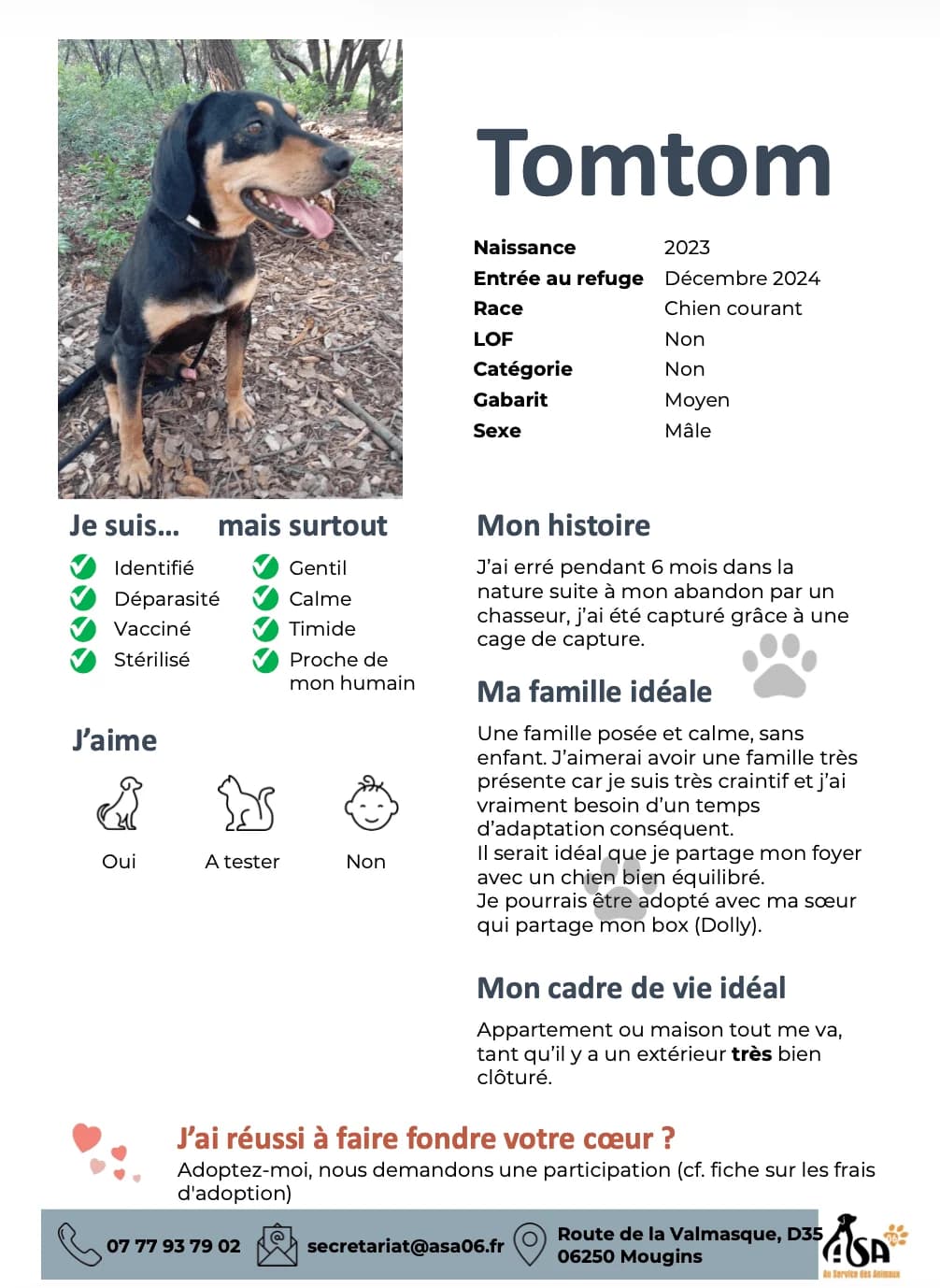 Tomtom, male young Mixed Breed for adoption at Au Service des Animaux 06