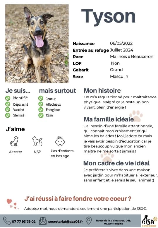 Tyson, male young Mixed Breed for adoption at Au Service des Animaux 06