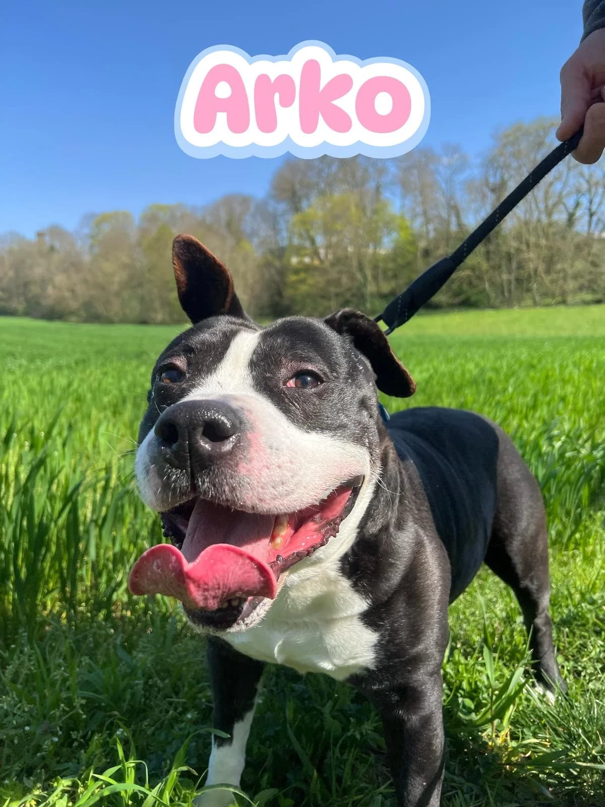 Shark, French Bulldog (ASA 81)