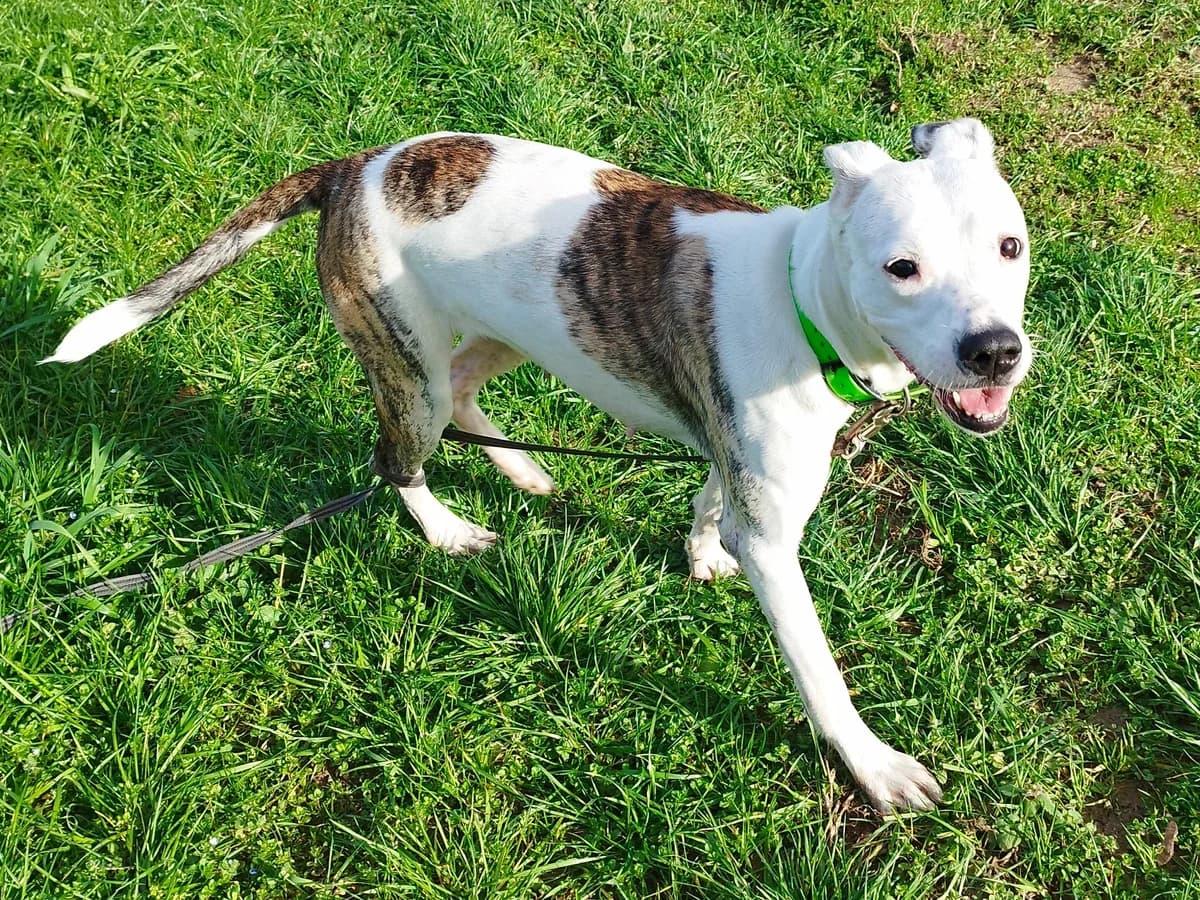 Shark, French Bulldog (ASA 81)