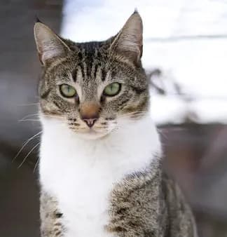 Akio, male Mixed Breed for adoption at Asclaf