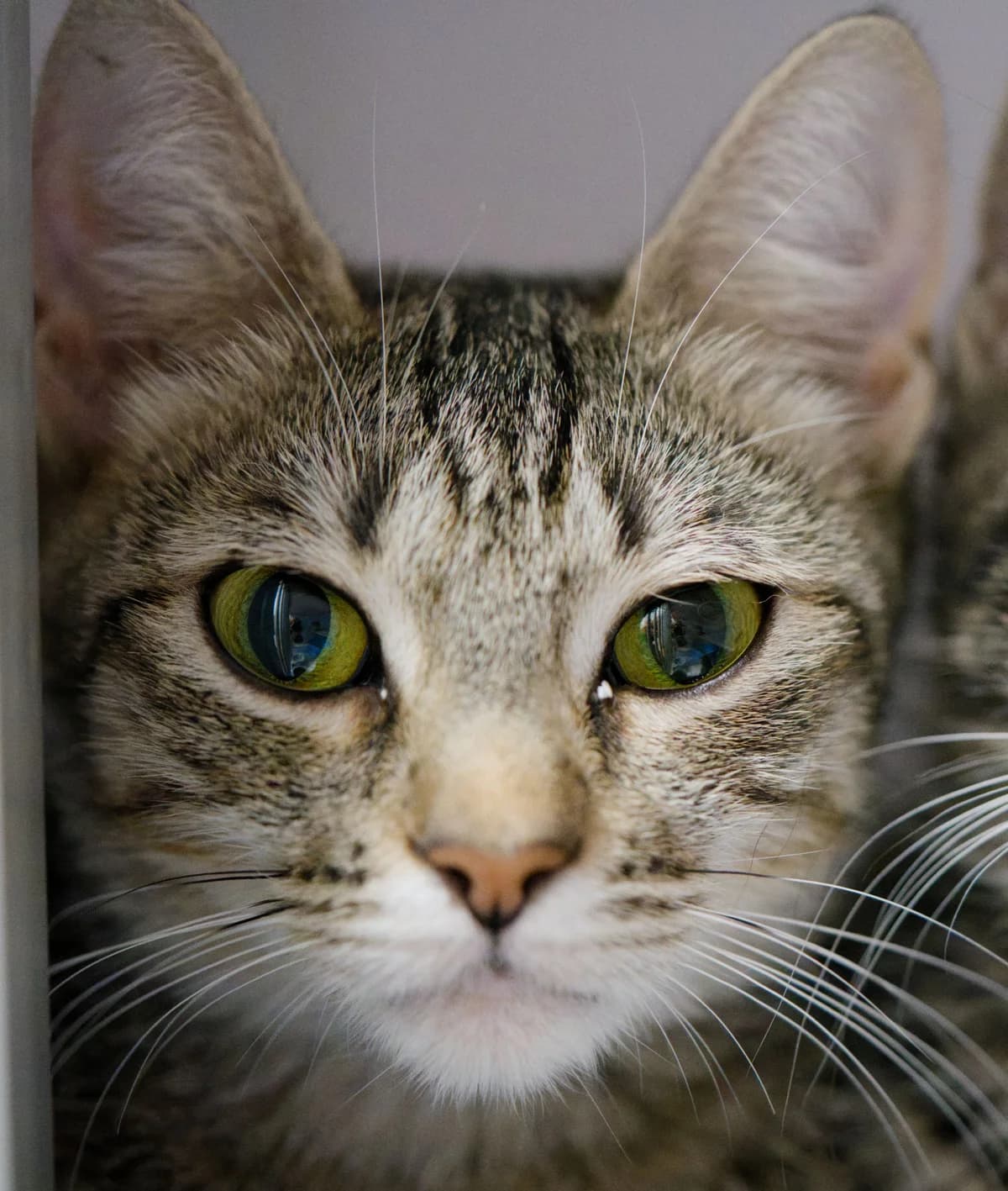 Baya et Cie,  Mixed Breed for adoption at Asclaf