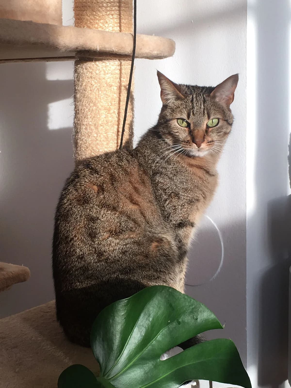 Chabine, female Mixed Breed for adoption at Asclaf