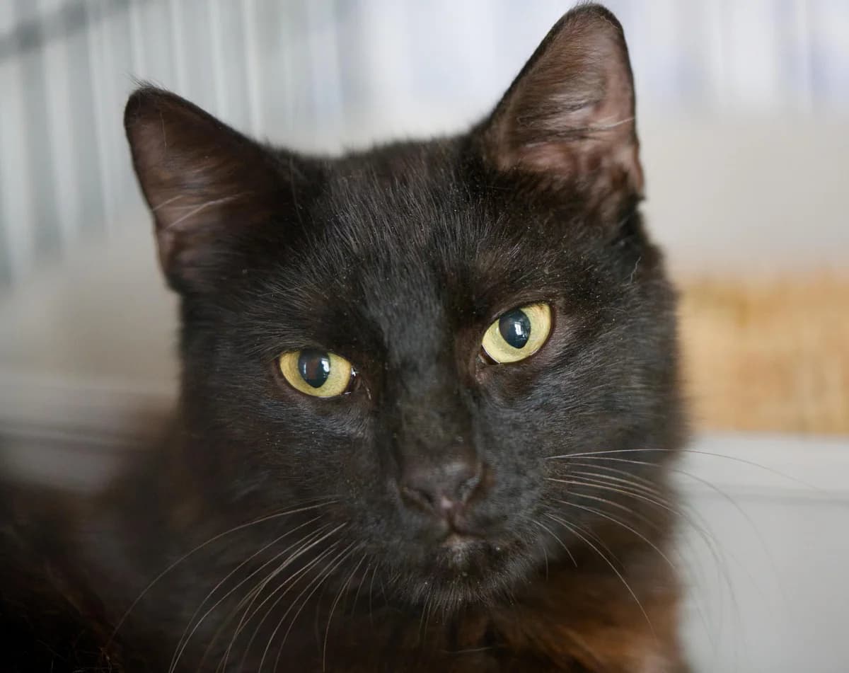 Chappy, Mixed Breed (Asclaf)