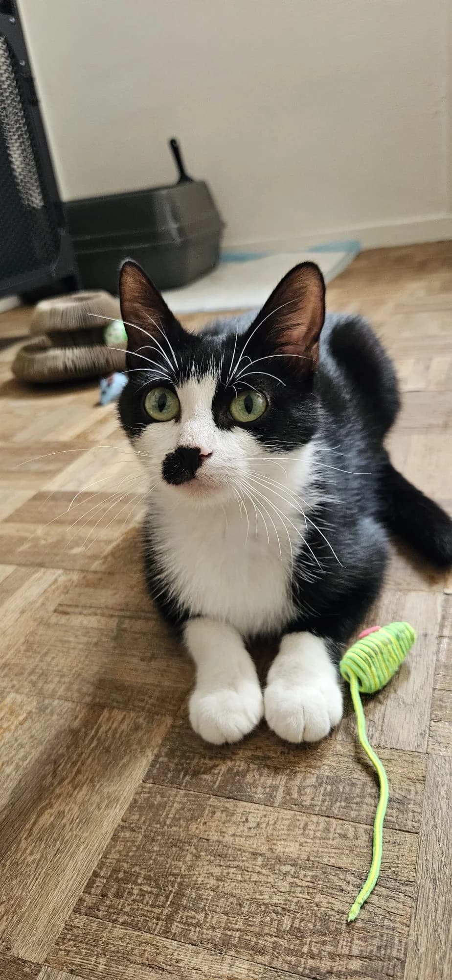 Charlie, female Mixed Breed for adoption at Asclaf