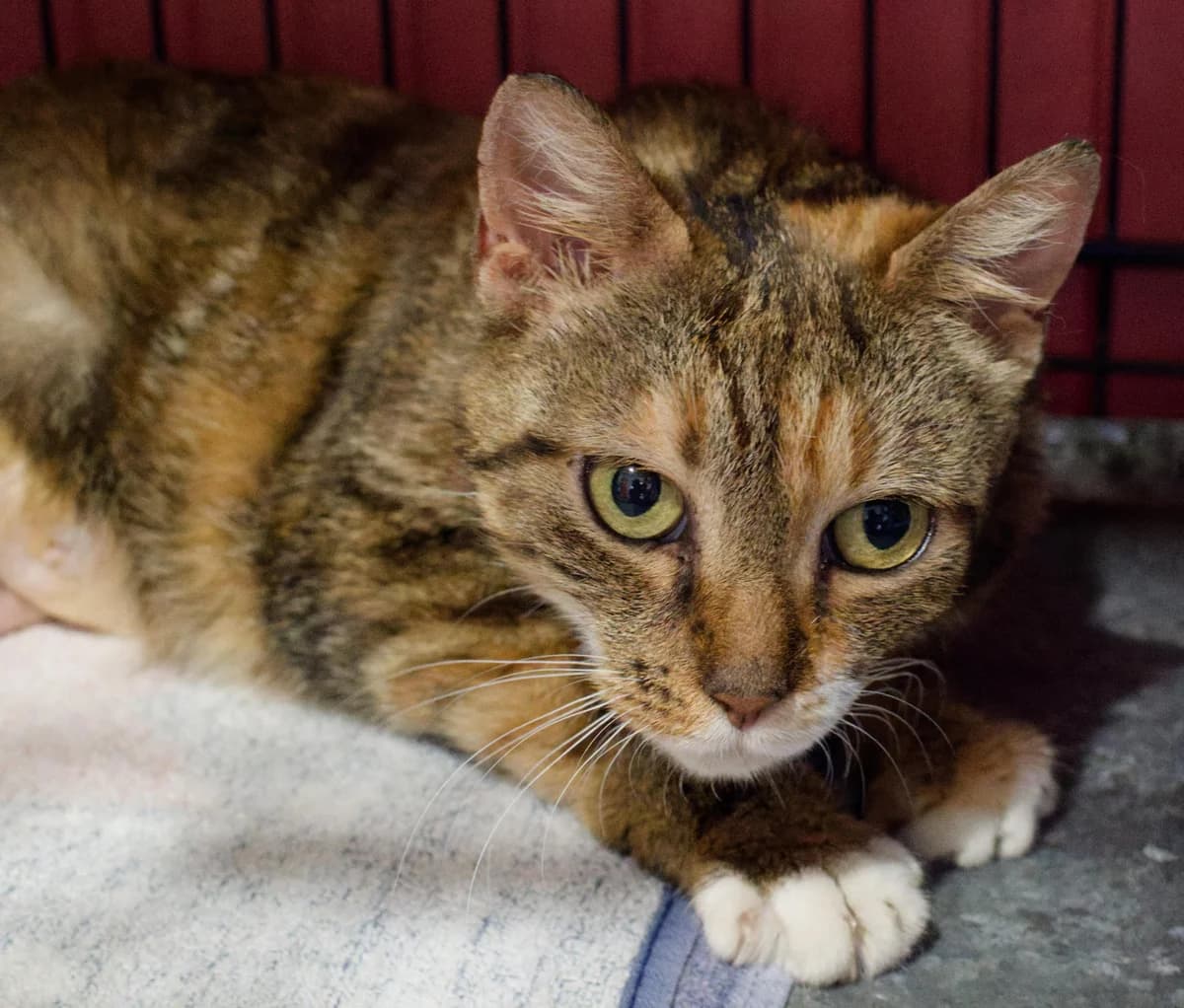 Gloria, female Mixed Breed for adoption at Asclaf