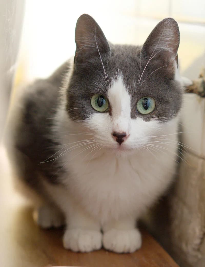 Jenna, female Mixed Breed for adoption at Asclaf