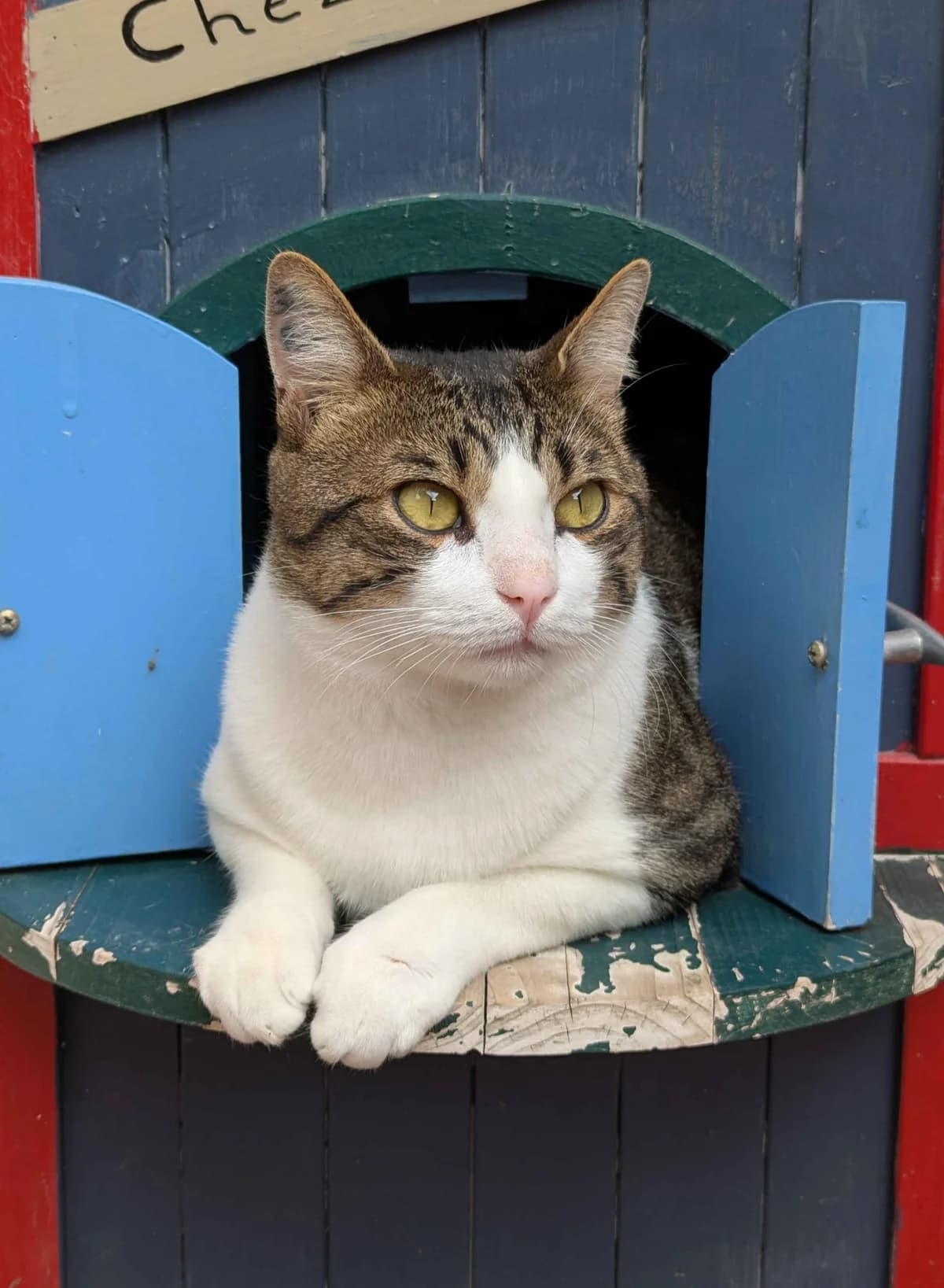 Marius, male Mixed Breed for adoption at Asclaf