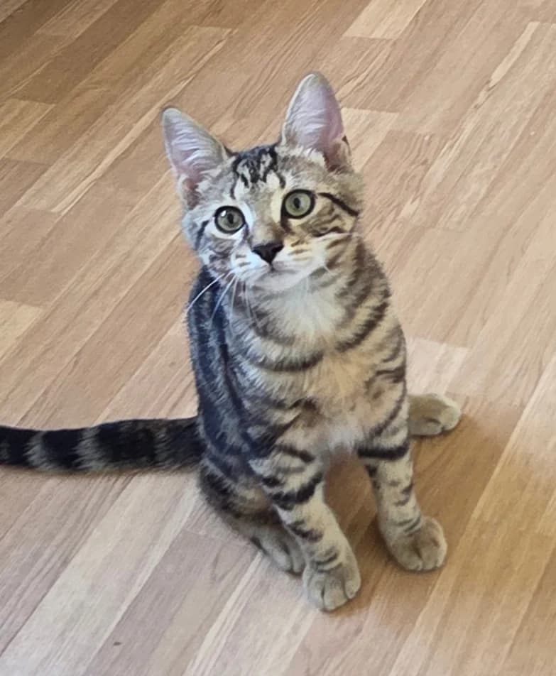 Milo, male Mixed Breed for adoption at Asclaf