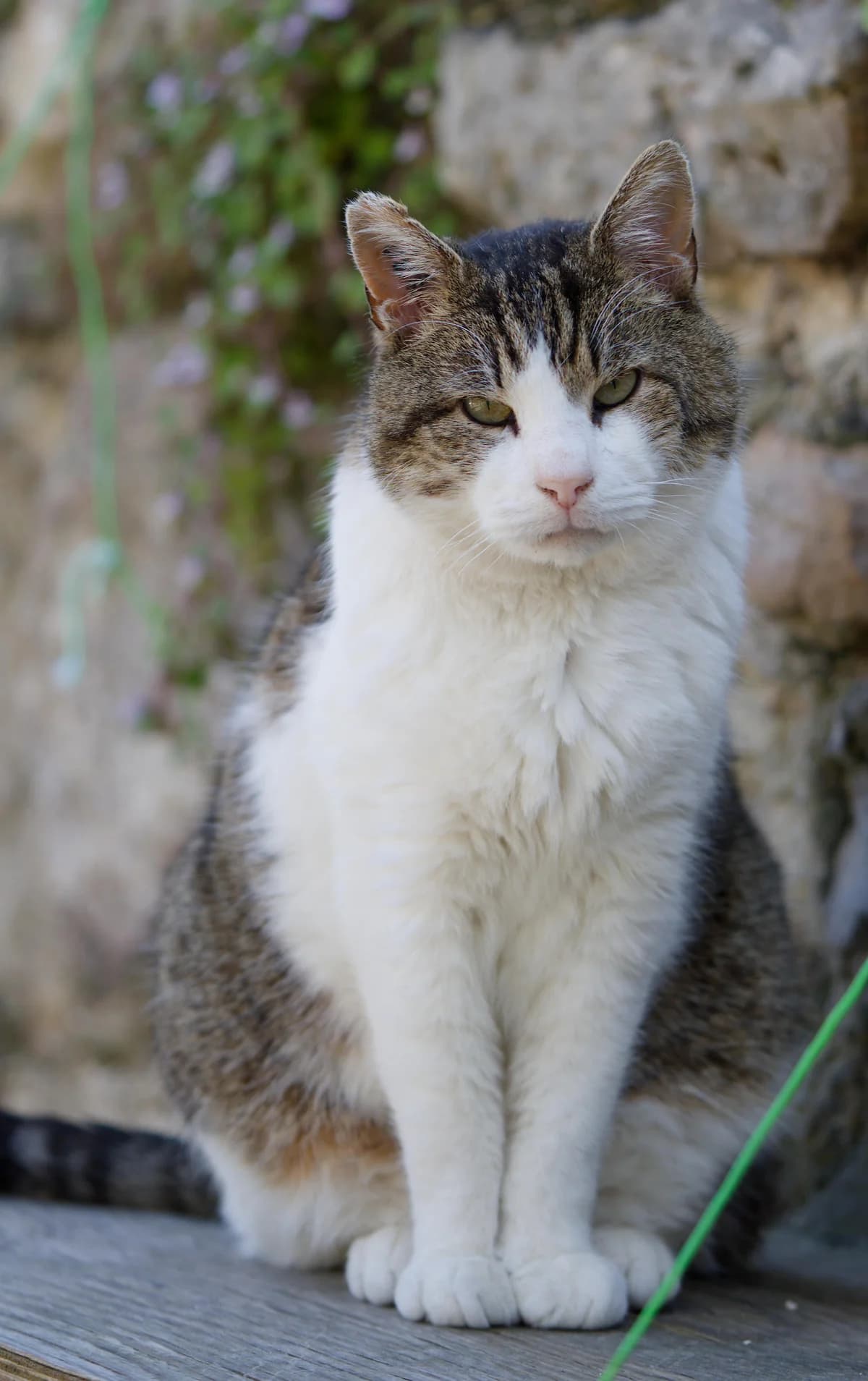 Monjean, male Mixed Breed for adoption at Asclaf