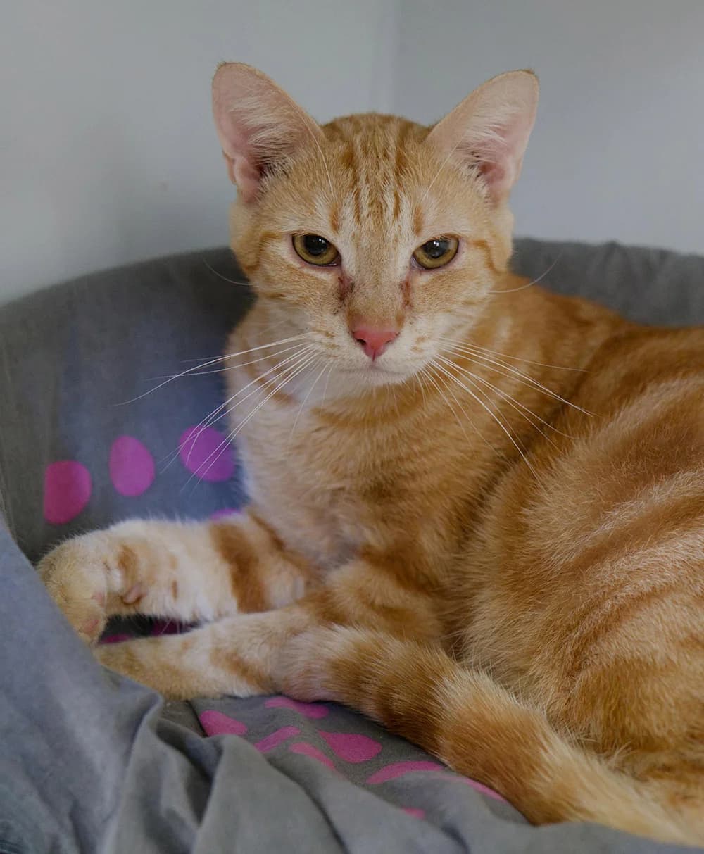 Mufassa, male Mixed Breed for adoption at Asclaf