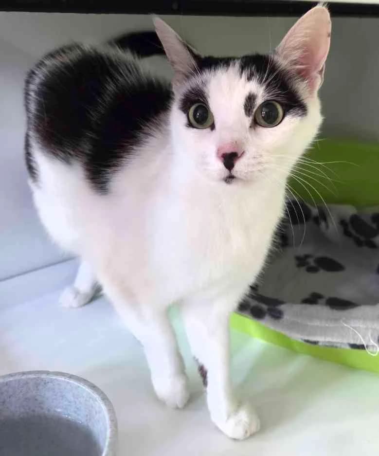 Nala, female Mixed Breed for adoption at Asclaf