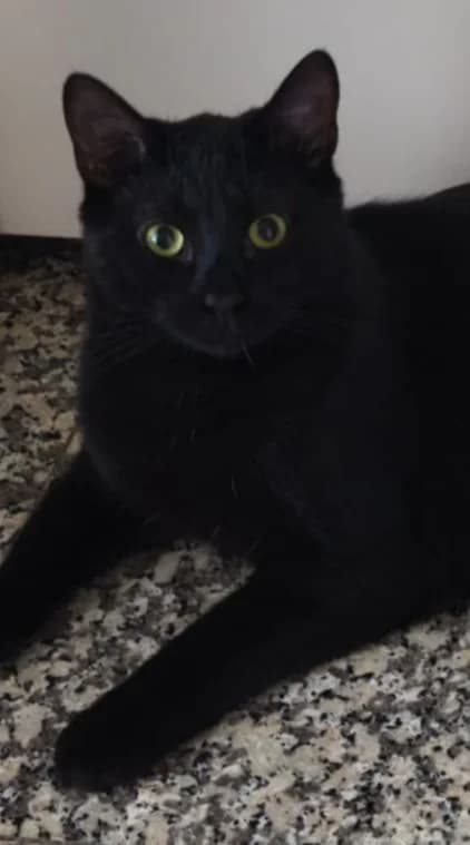 Noiro, male Mixed Breed for adoption at Asclaf