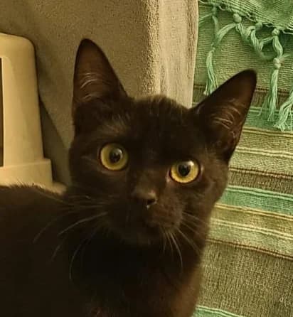 Phoeby, female Mixed Breed for adoption at Asclaf