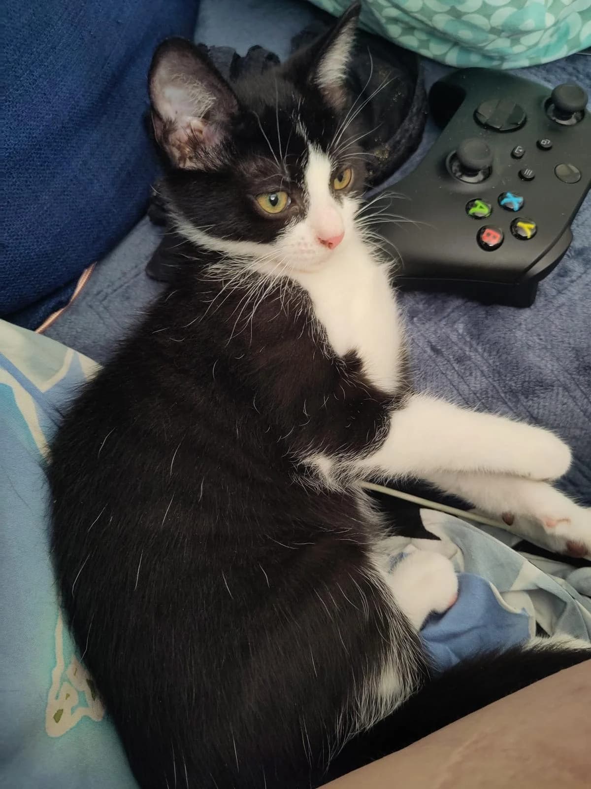 Pollux, female Mixed Breed for adoption at Asclaf